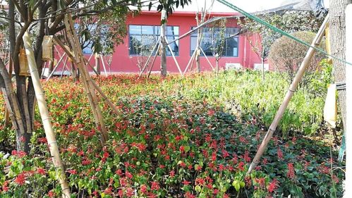 卓達綠色裝配式建筑工廠助力安康高新區實驗小學建成與家具一體化建設