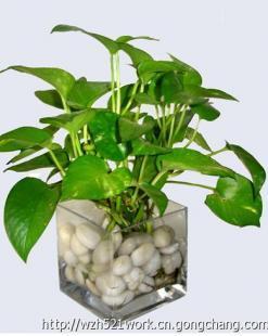 合肥聚美堂 綠植花卉租賃與銷售，科技賦能的農副產品新選擇